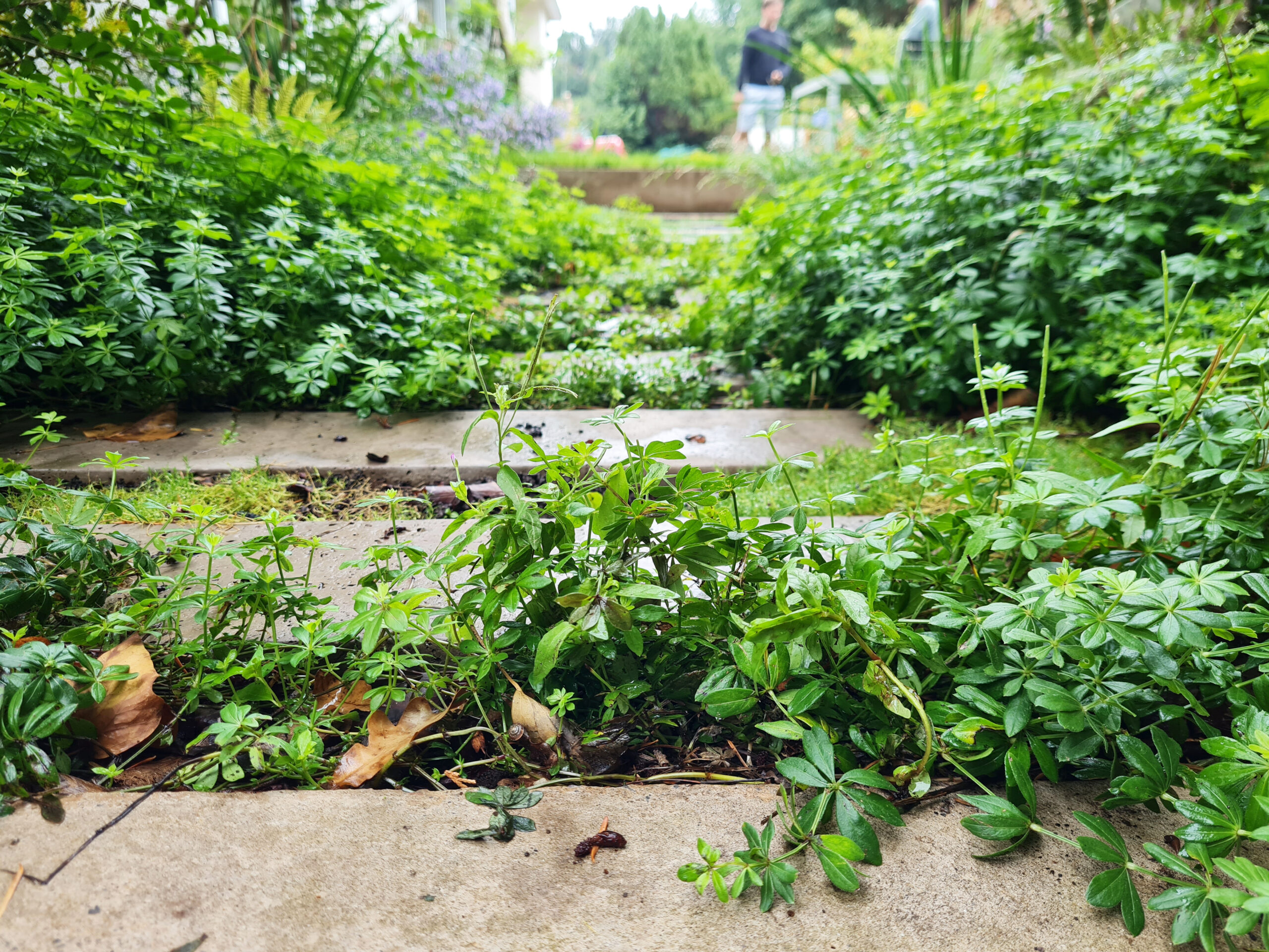 Hillside Garden