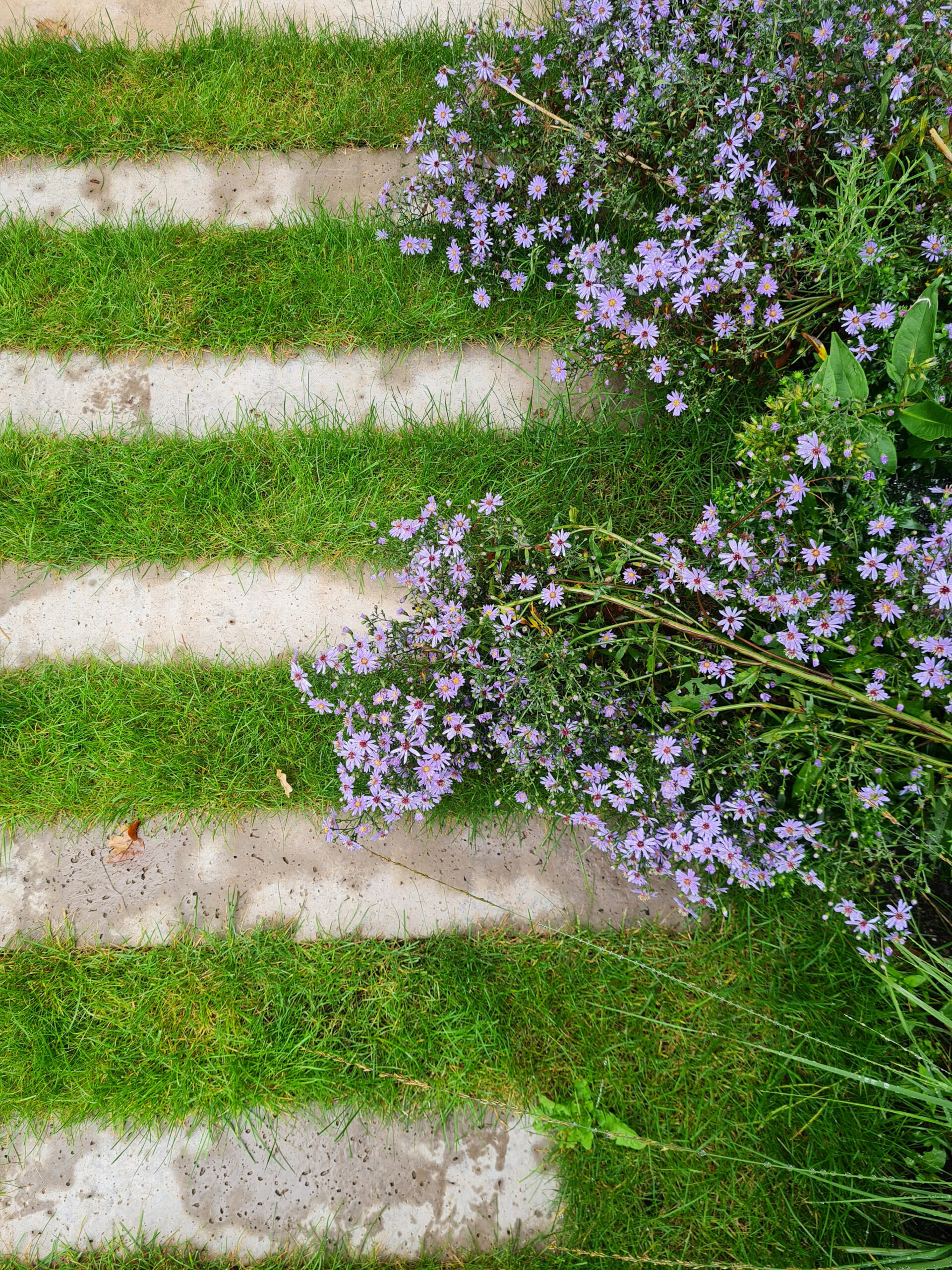 Hillside Garden