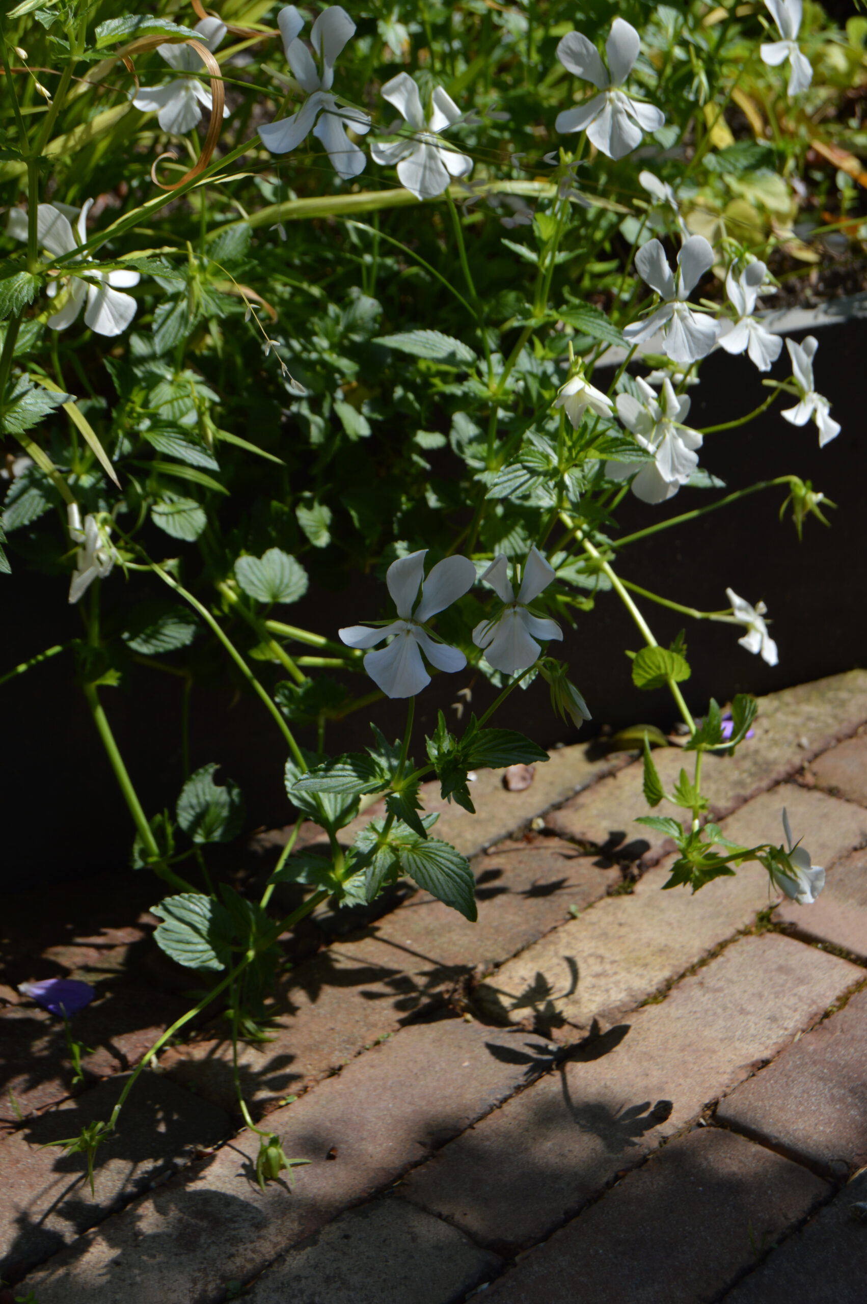 Small Front Garden Designs