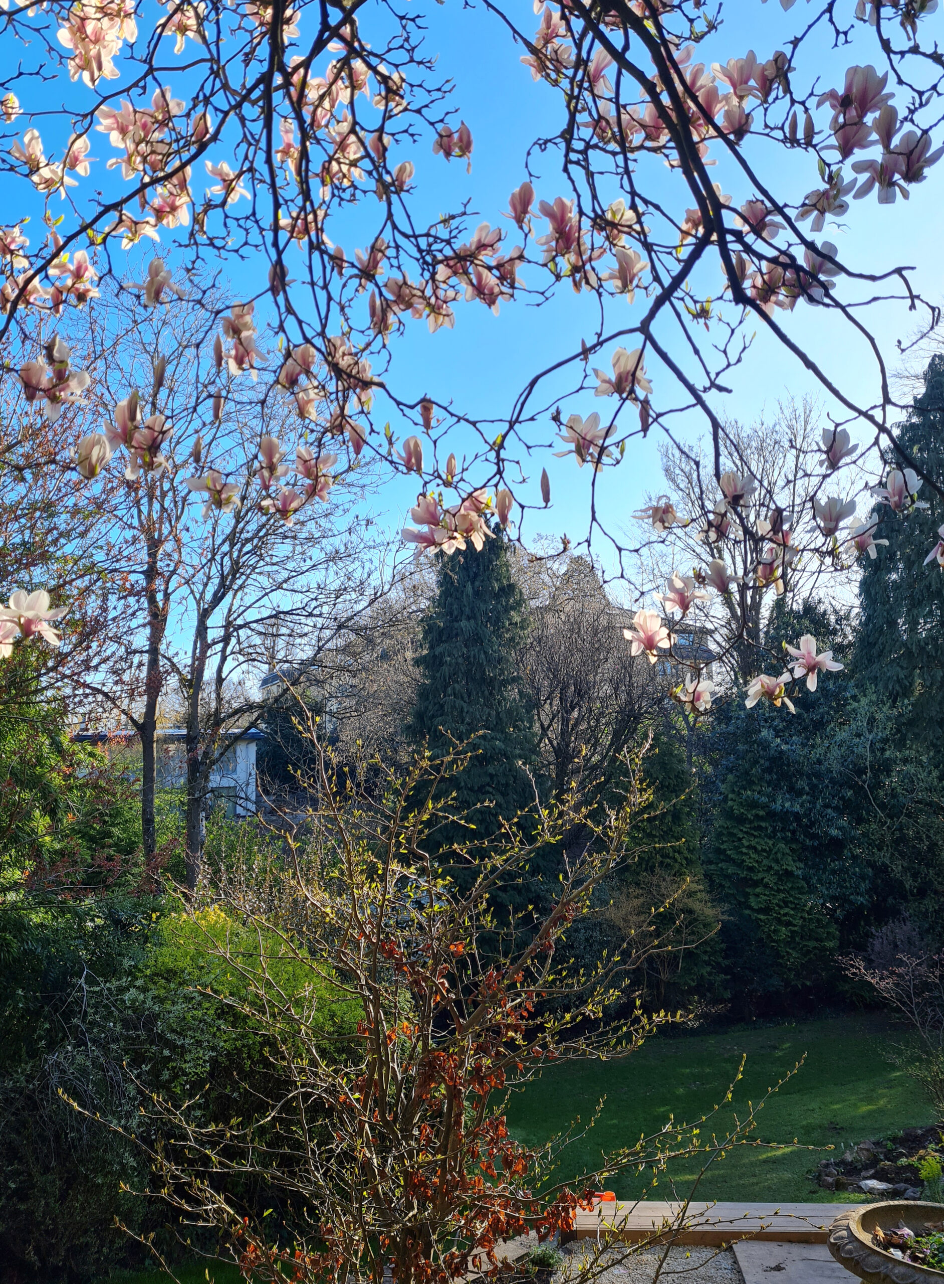 hillside-garden-magnolia-parrotia-trees