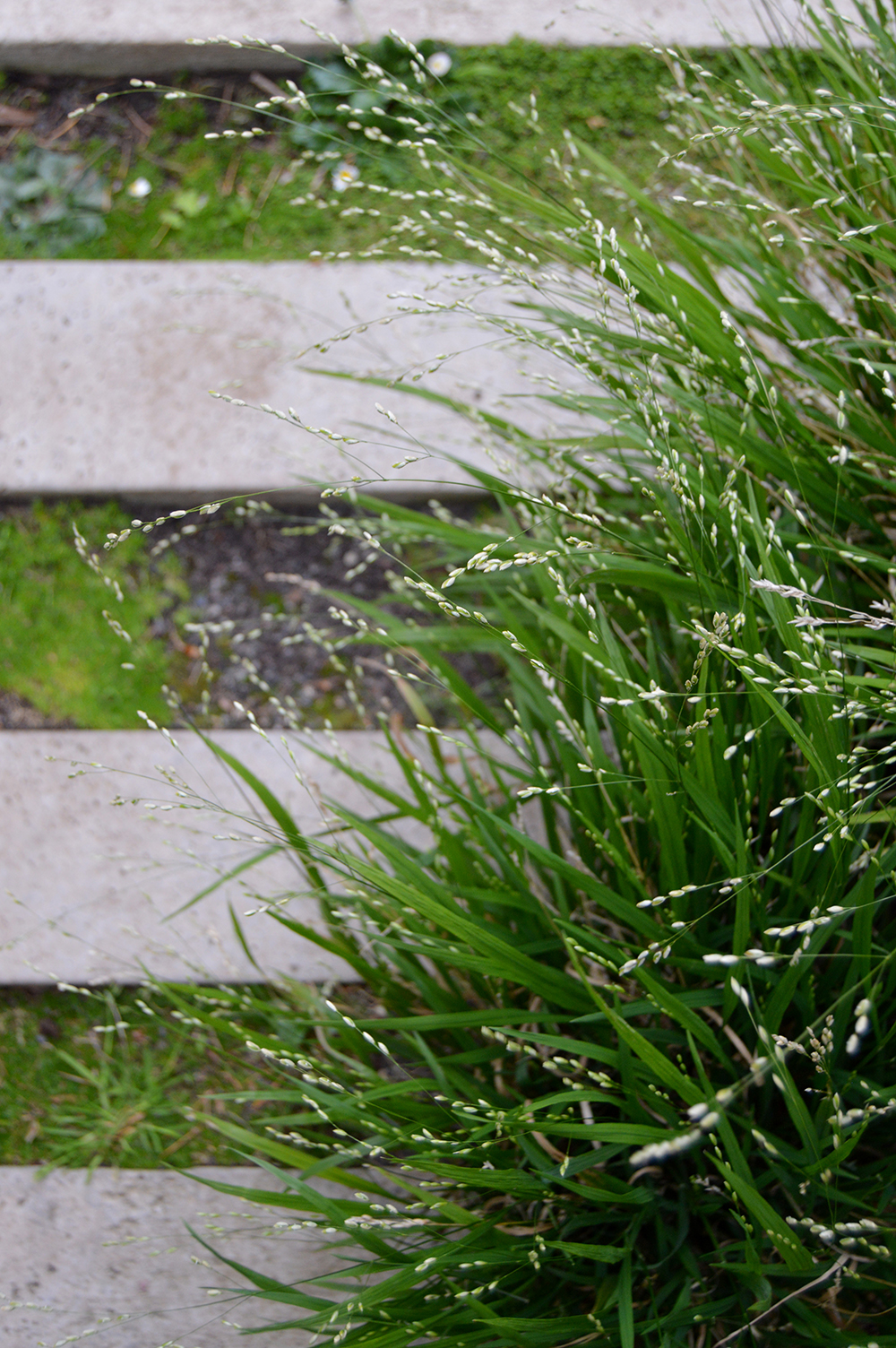 bristol hillside garden design stepping stone detail