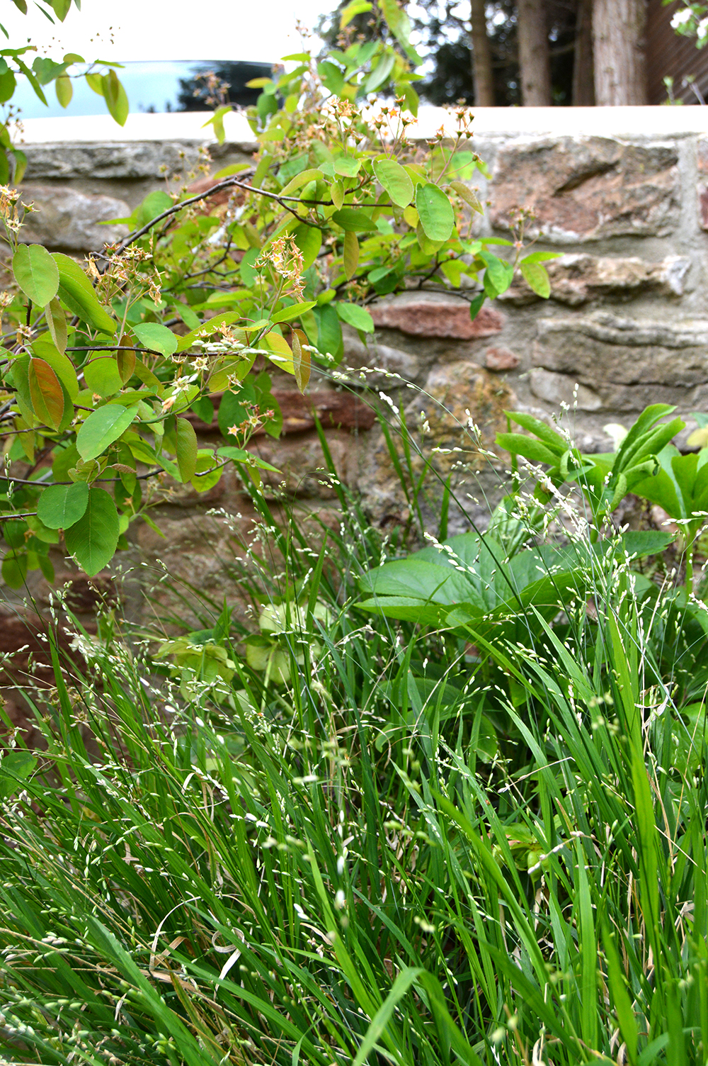 bristol hillside garden planting