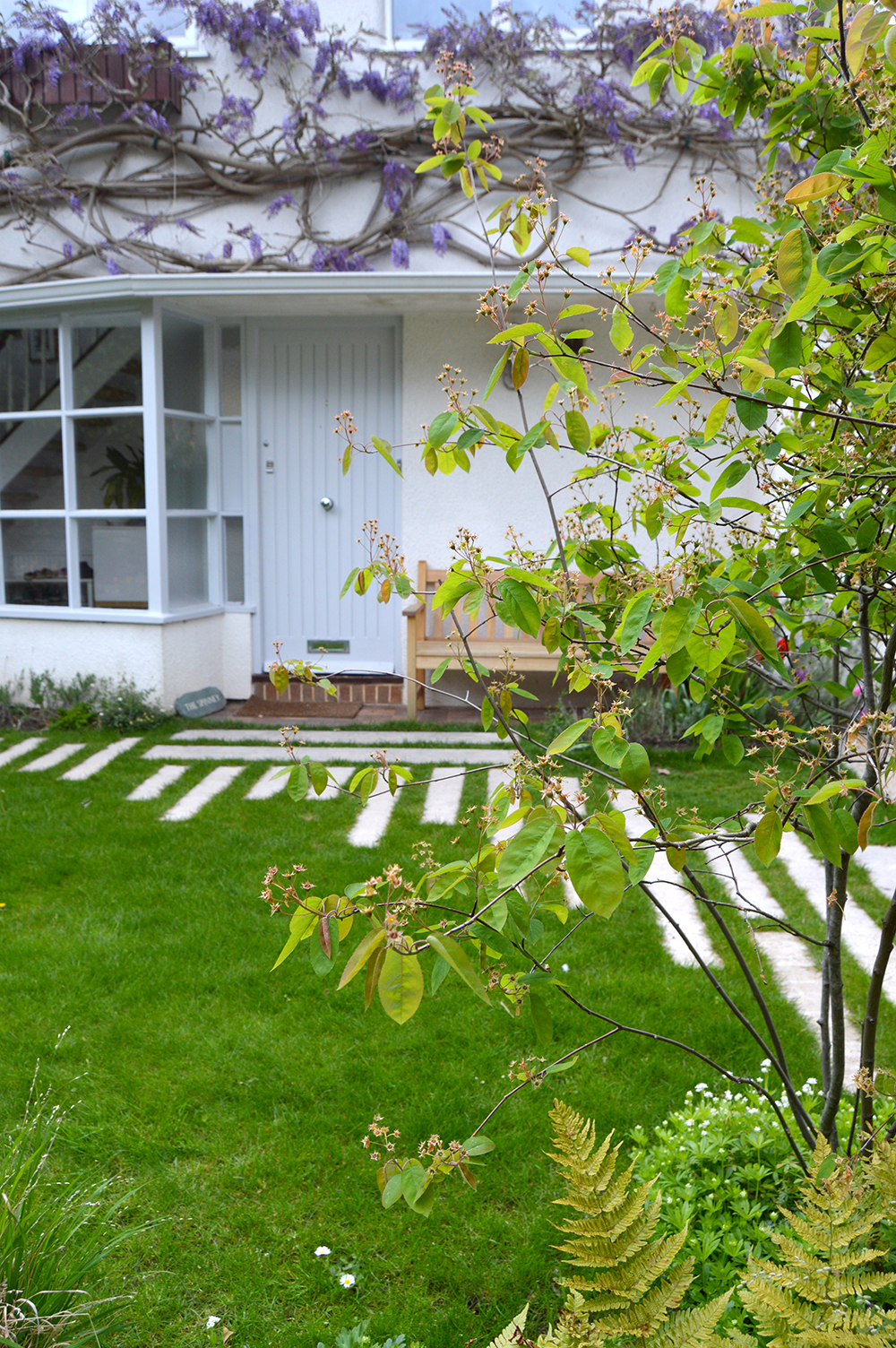 bristol hillside front garden with amelanchier and wisteria 