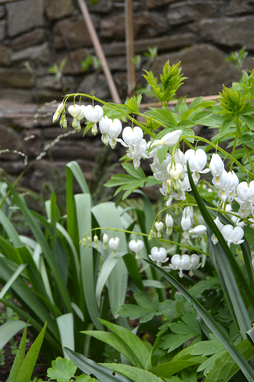 bristol hillside garden dicentra planting