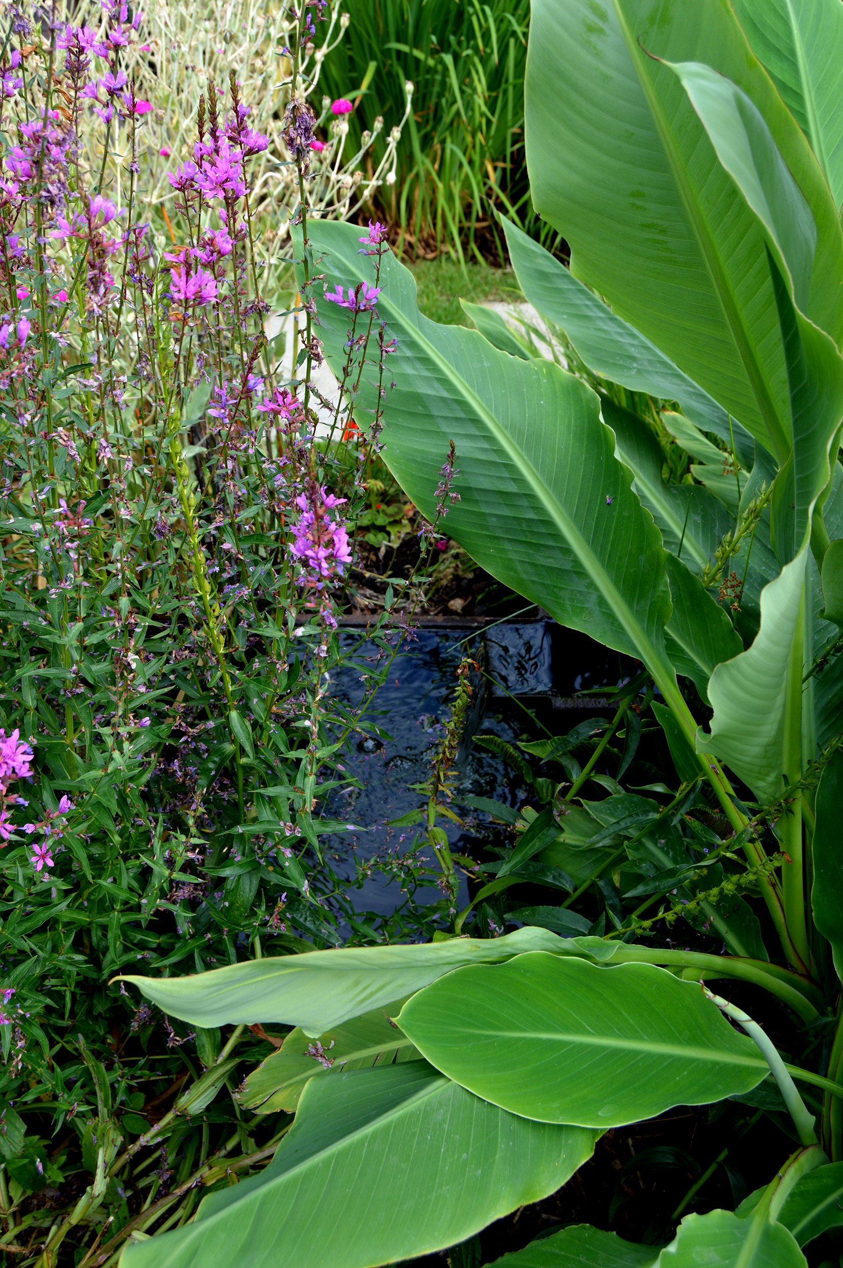 Bristol tropical inspired planting urban oasis garden wildlife pond and rill