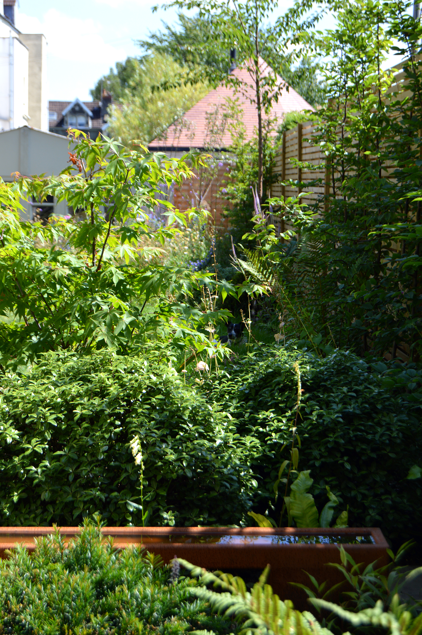 Bristol rill garden acer and shady planting