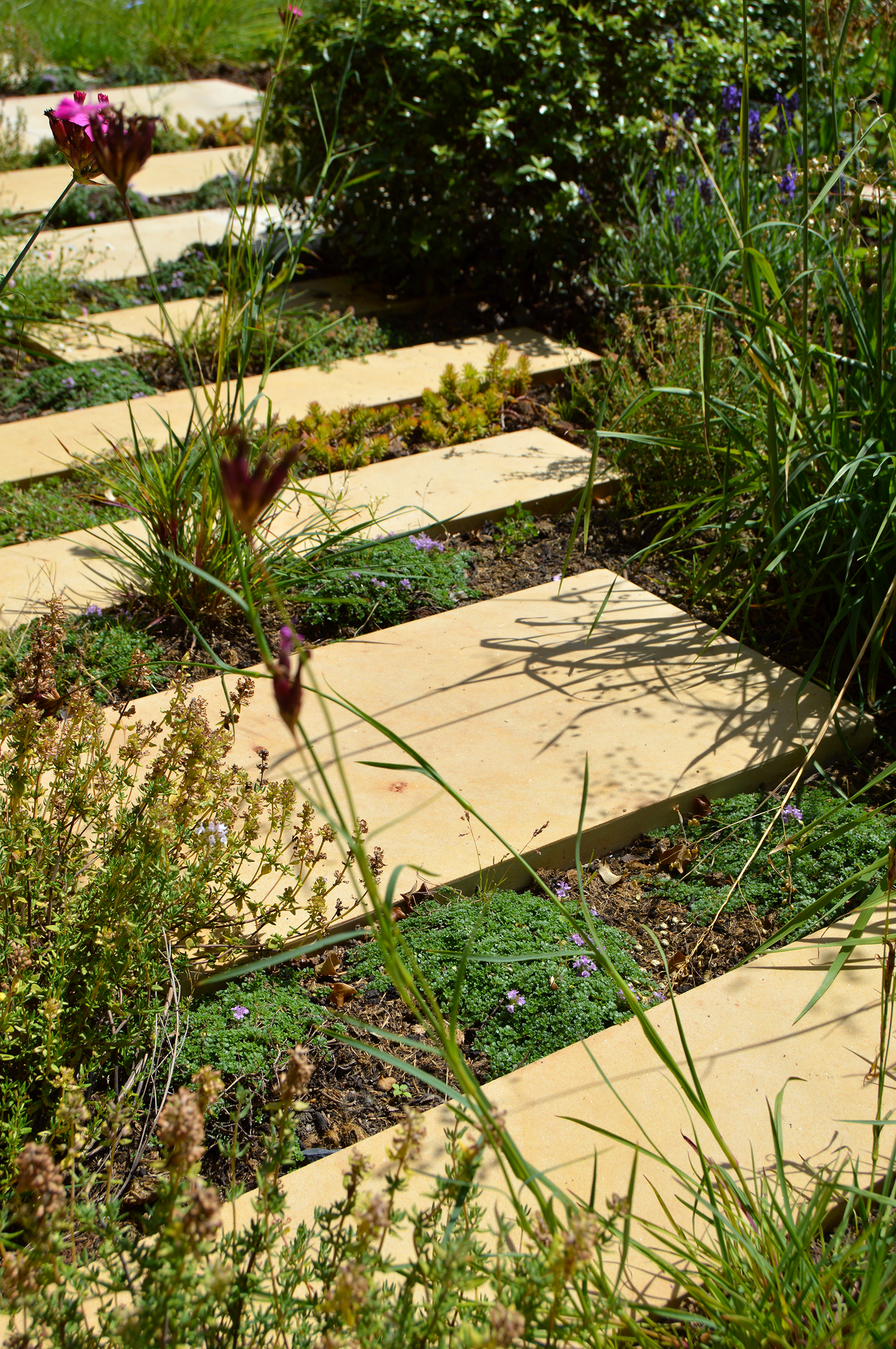Bristol rill garden stepping stones and thyme