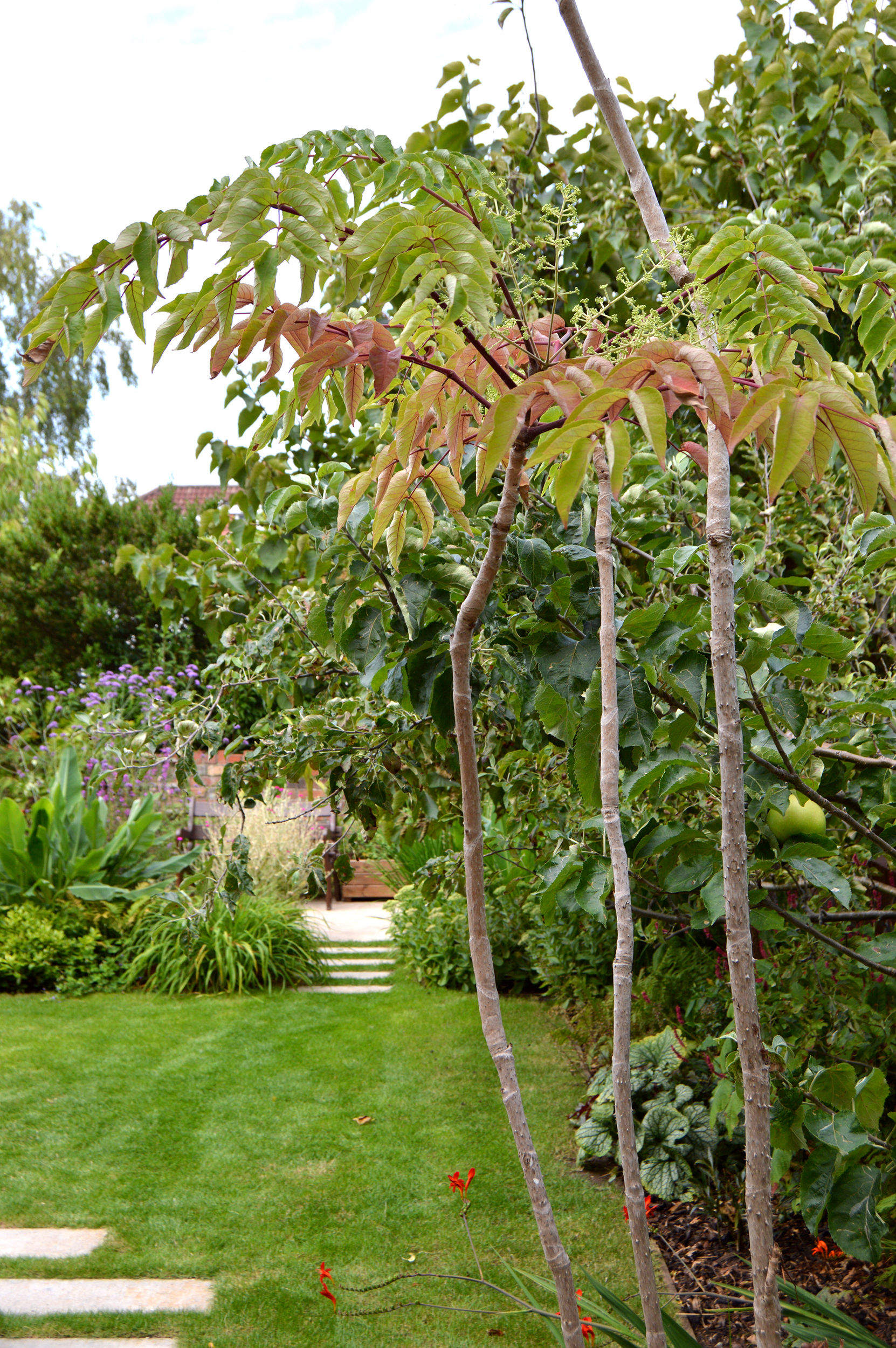 Bristol tropical inspired planting urban oasis garden aralia