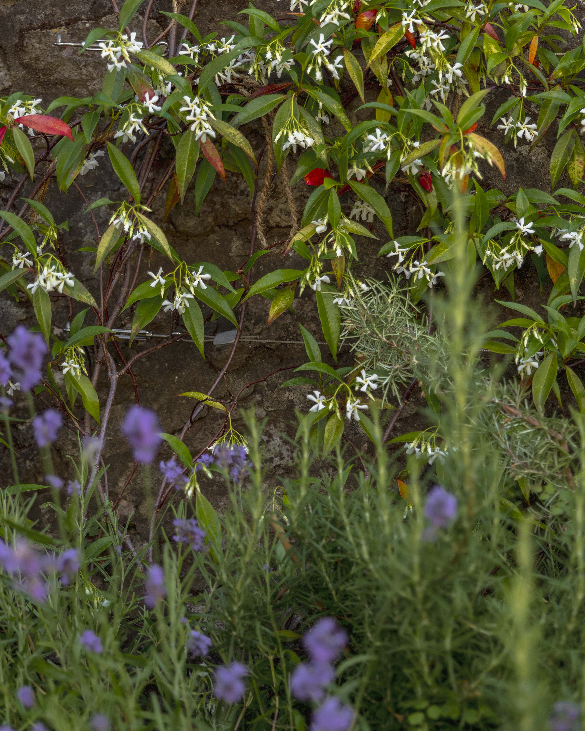 small Bristol courtyard garden wall jasmine