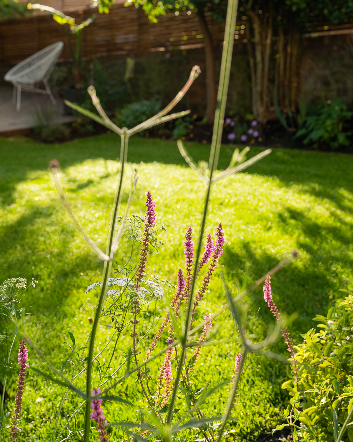 salvia and pimpenella