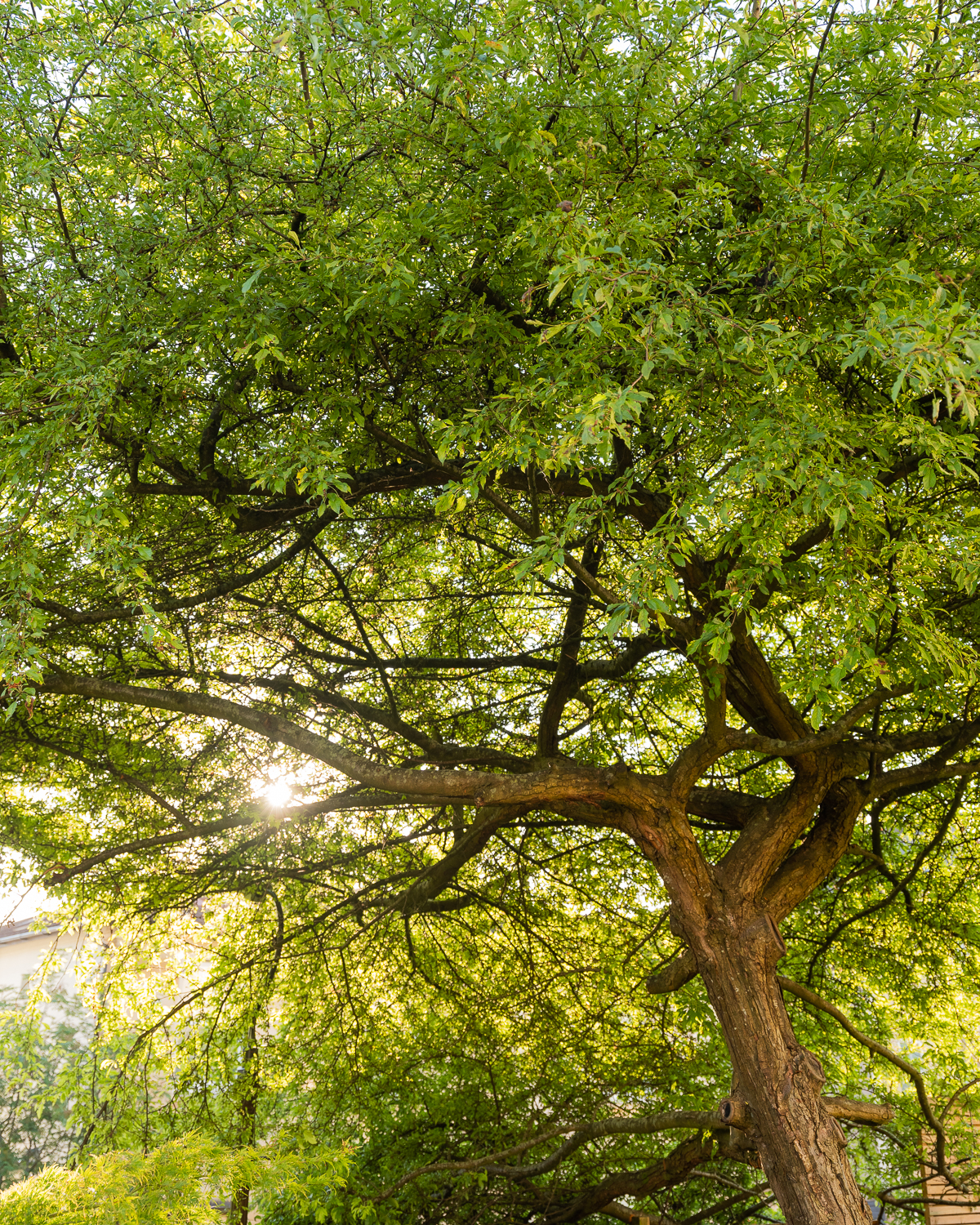 dappled light through apple tree