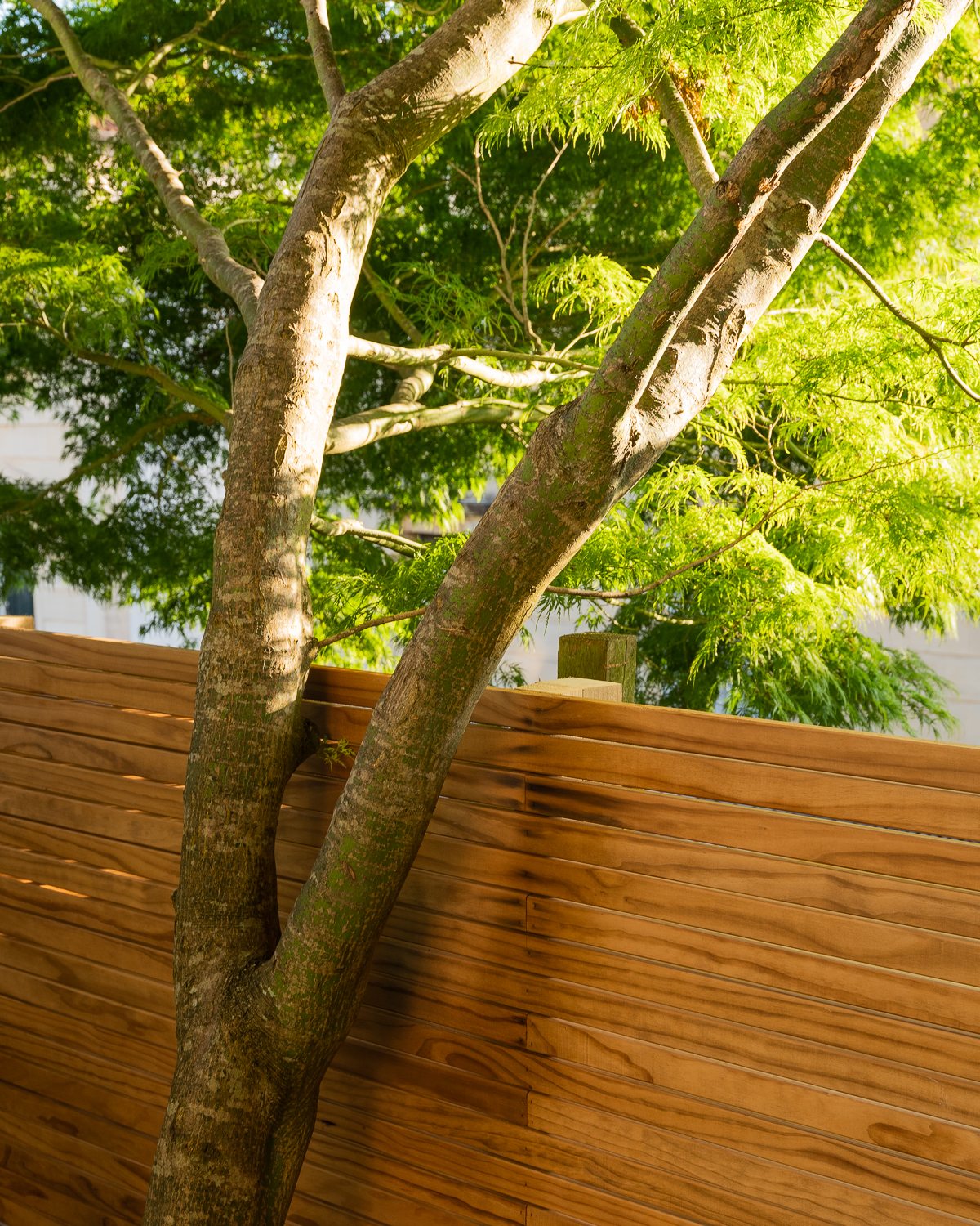 slatted fencing and acer