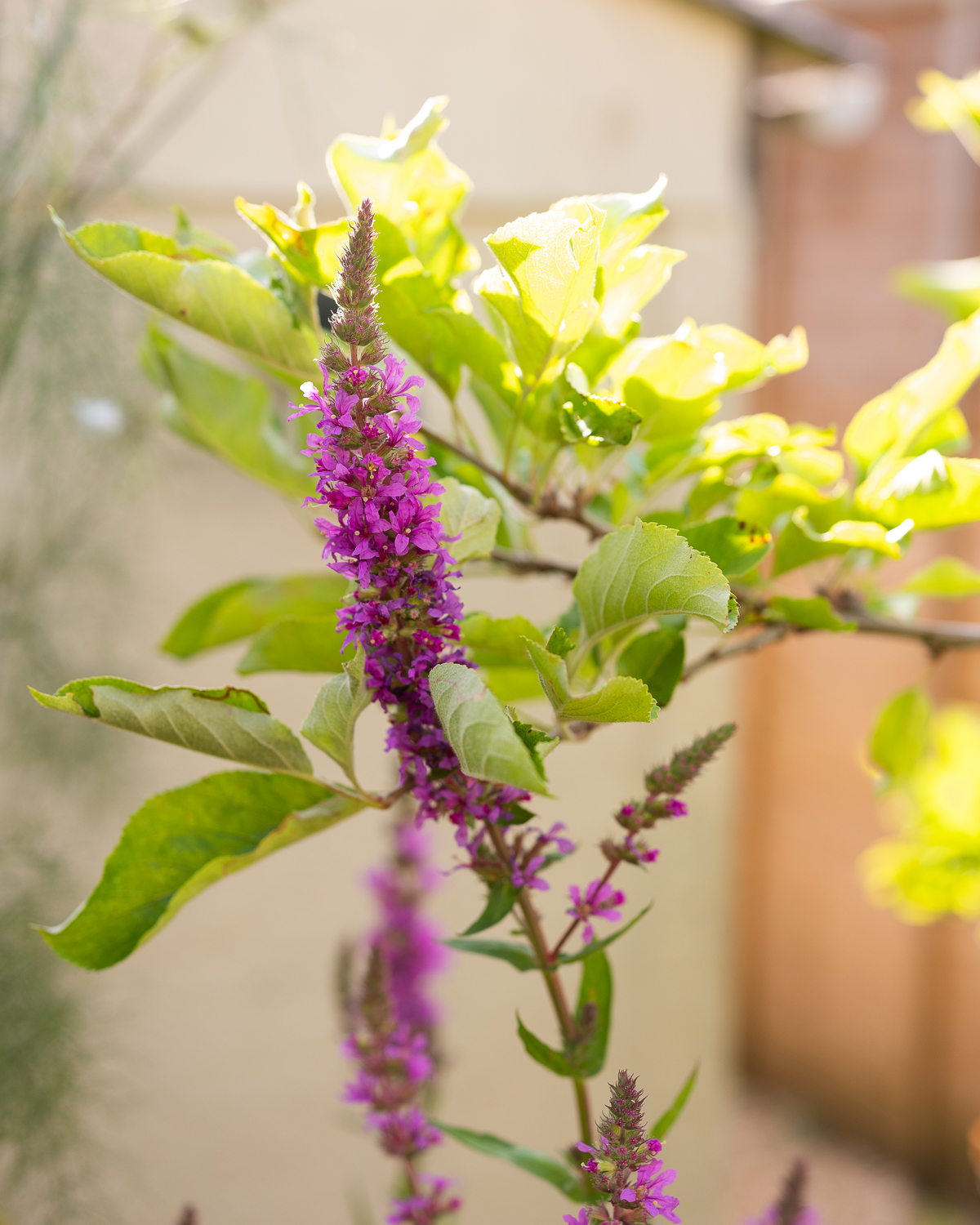 salvia and apple tree