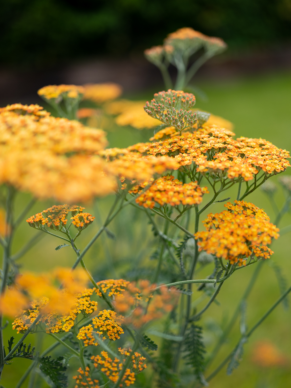 achillea