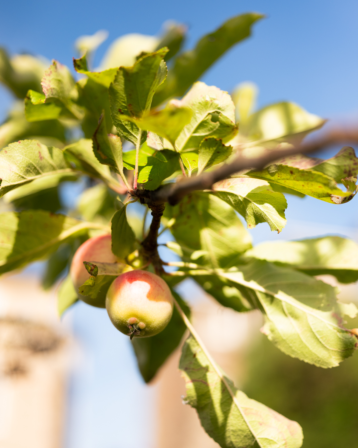 apple tree