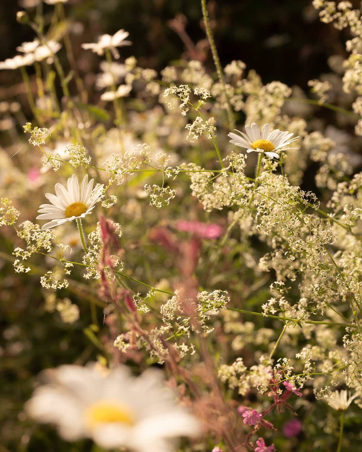 perennial meadow July