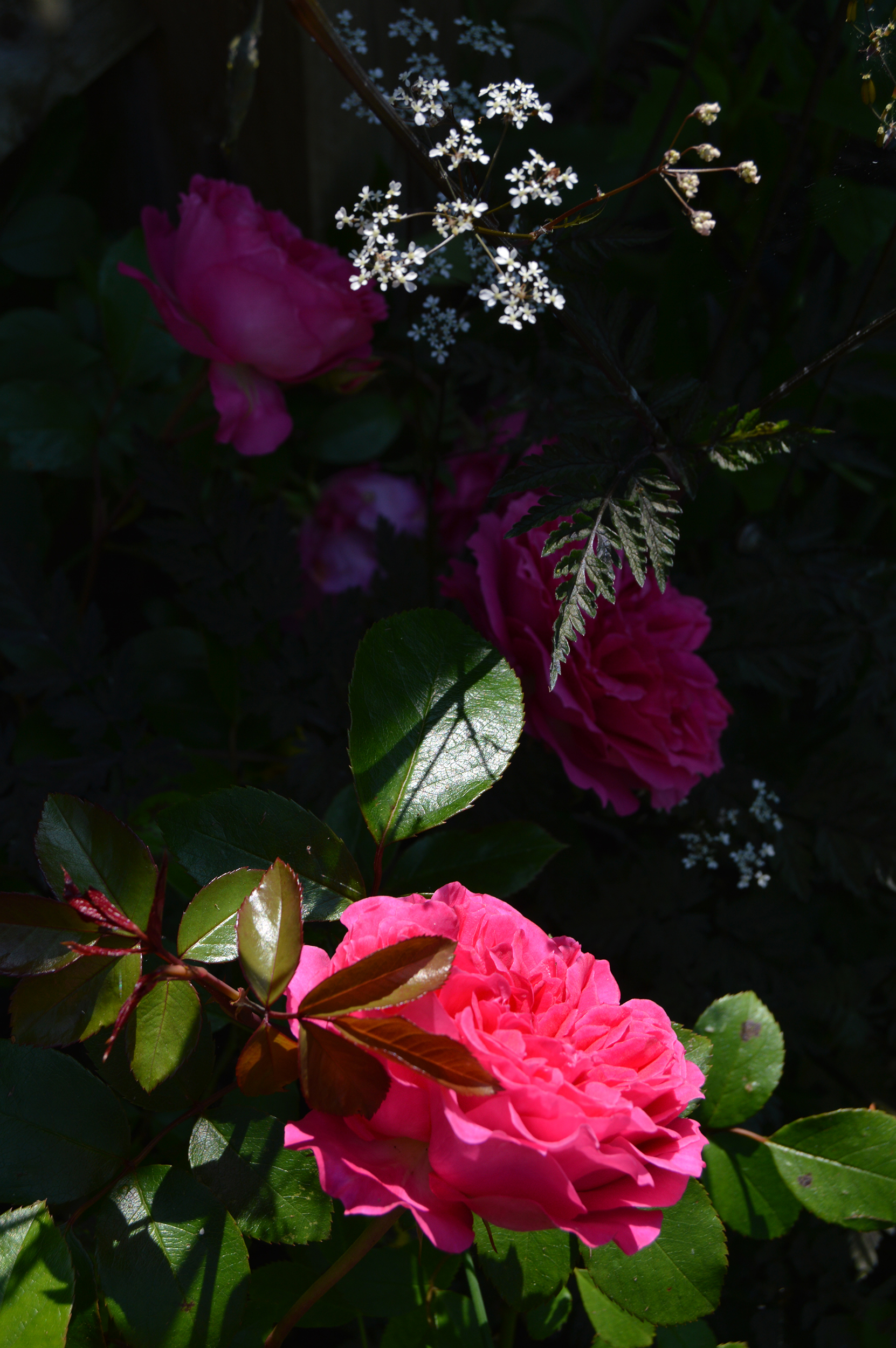 Gertrude Jekyll rose