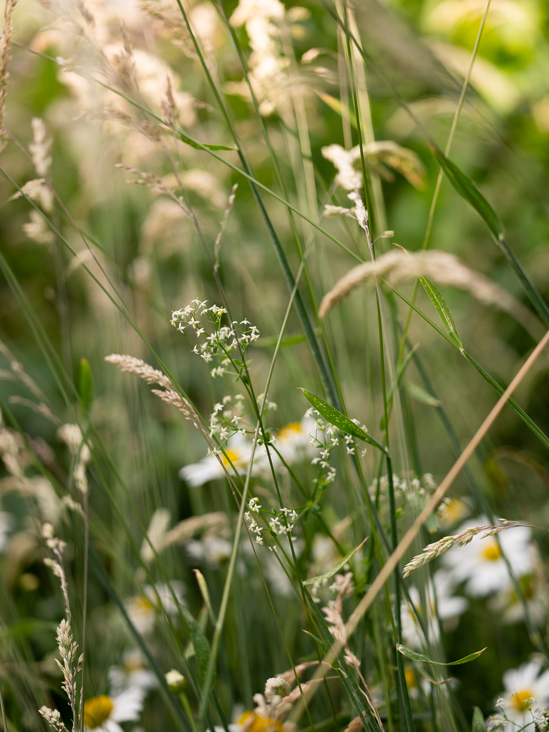 meadow