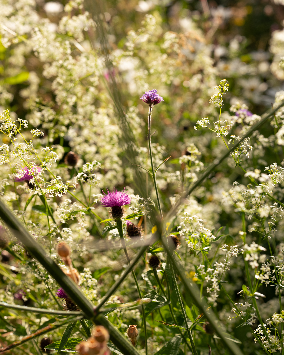 perennial meadow July