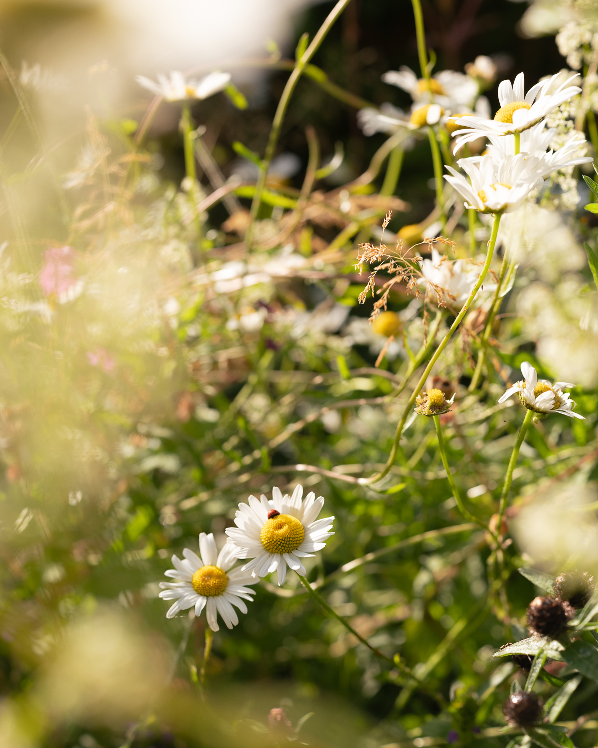 perennial meadow