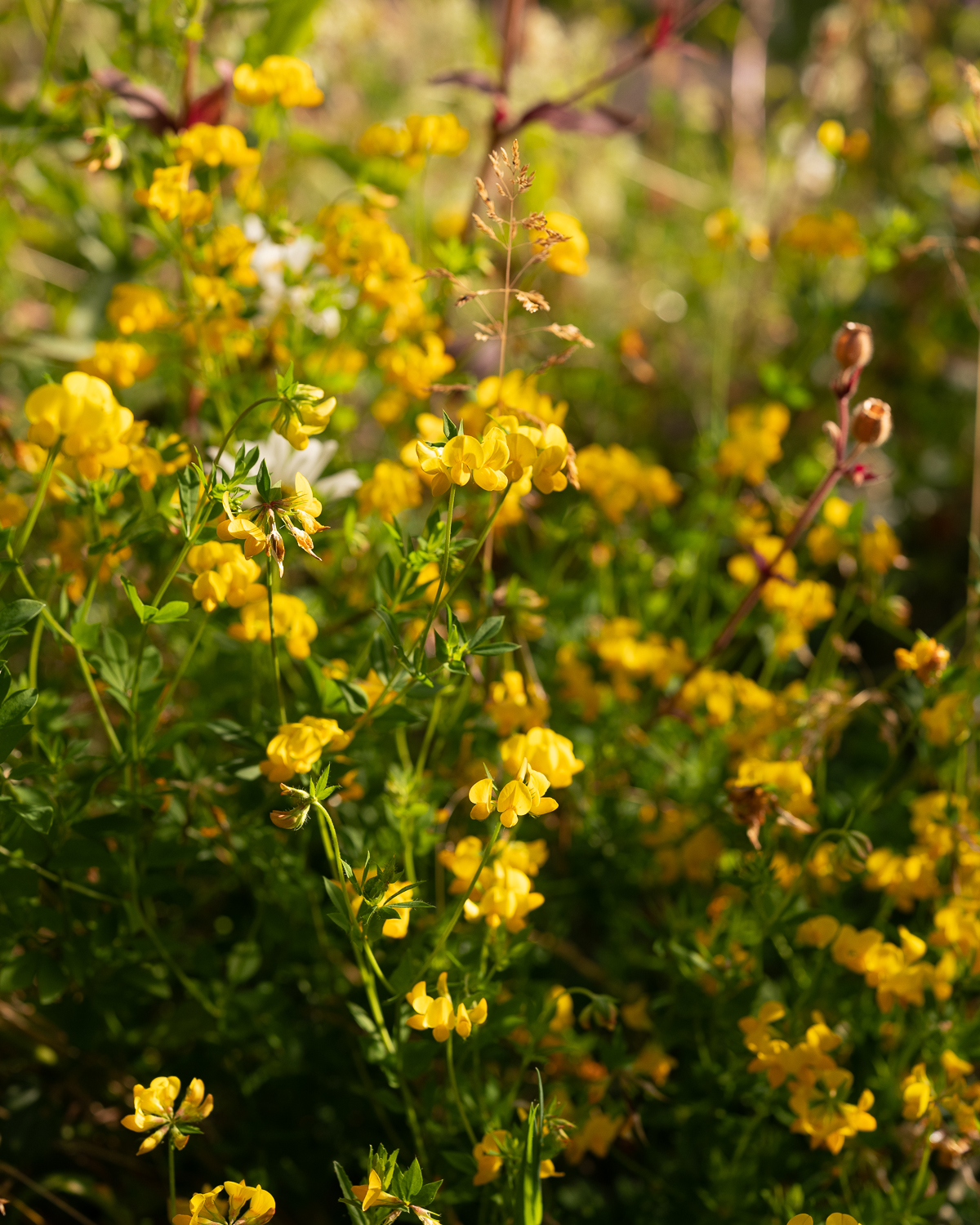 perennial meadow July