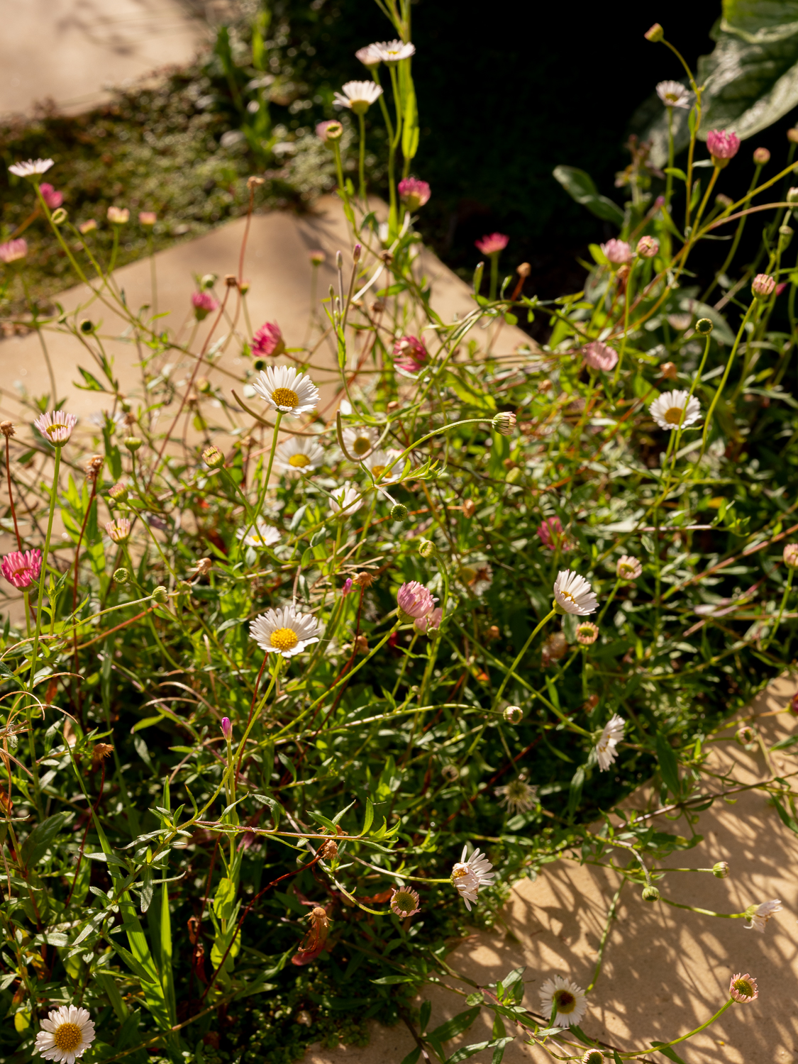 Erigeron and stepping stones