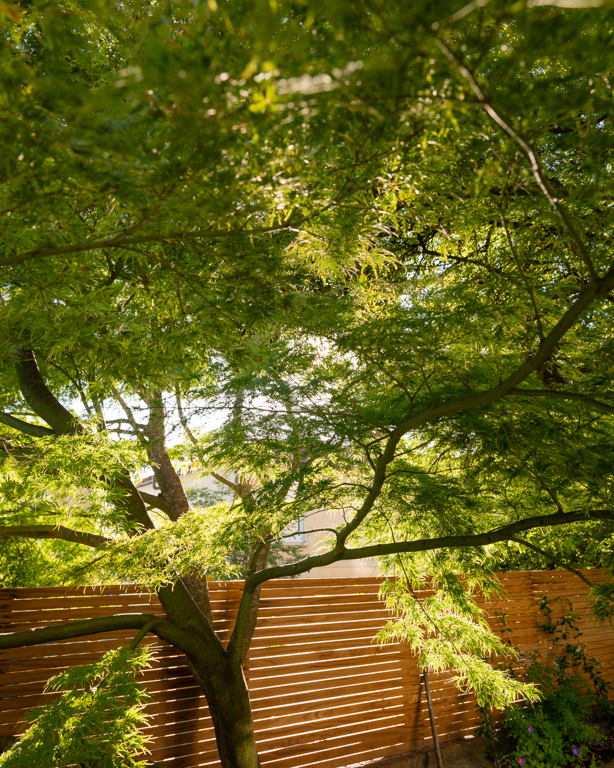 acer and slatted fencing with dappled light