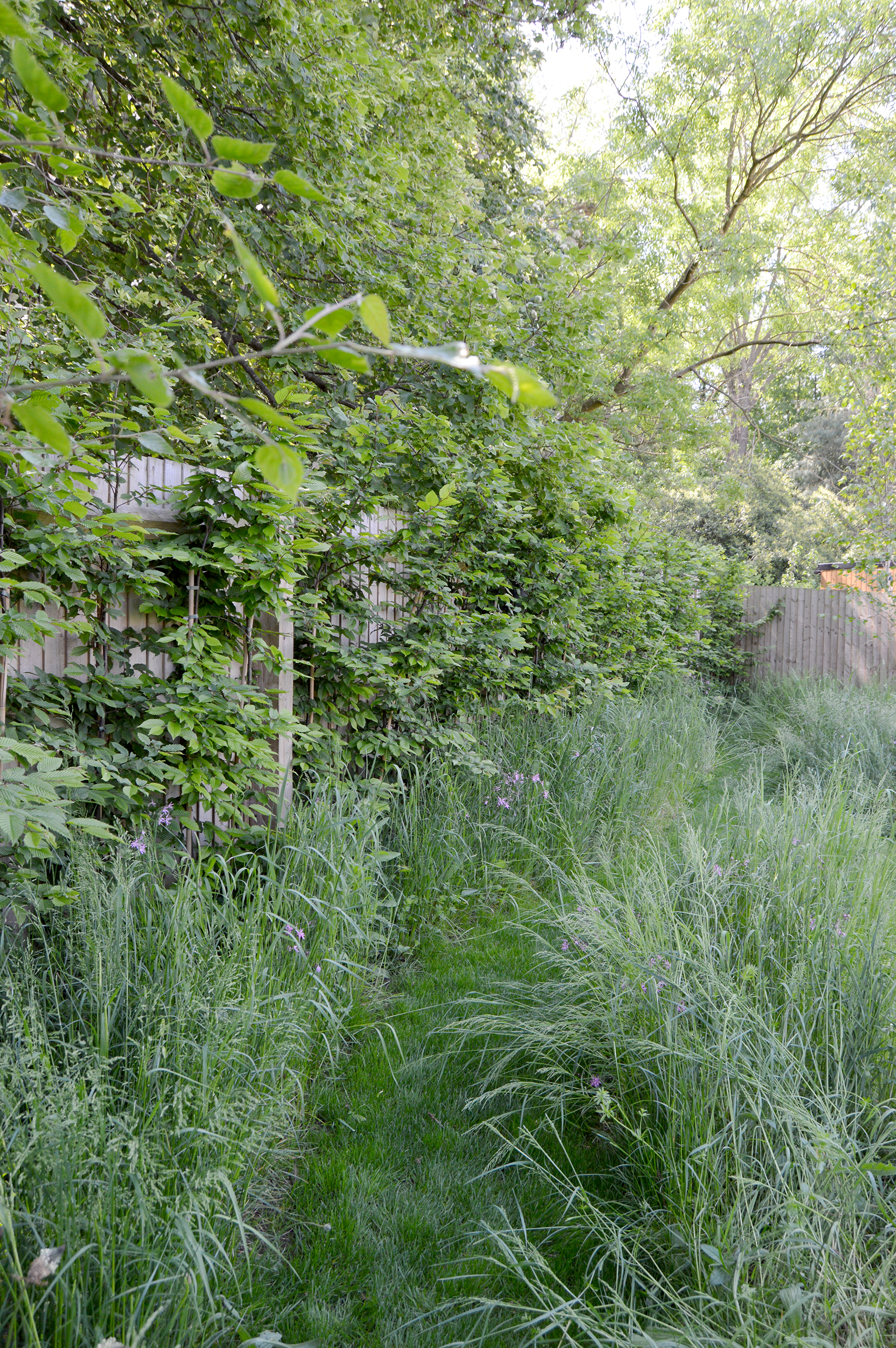 meadow mown path and woodland edge