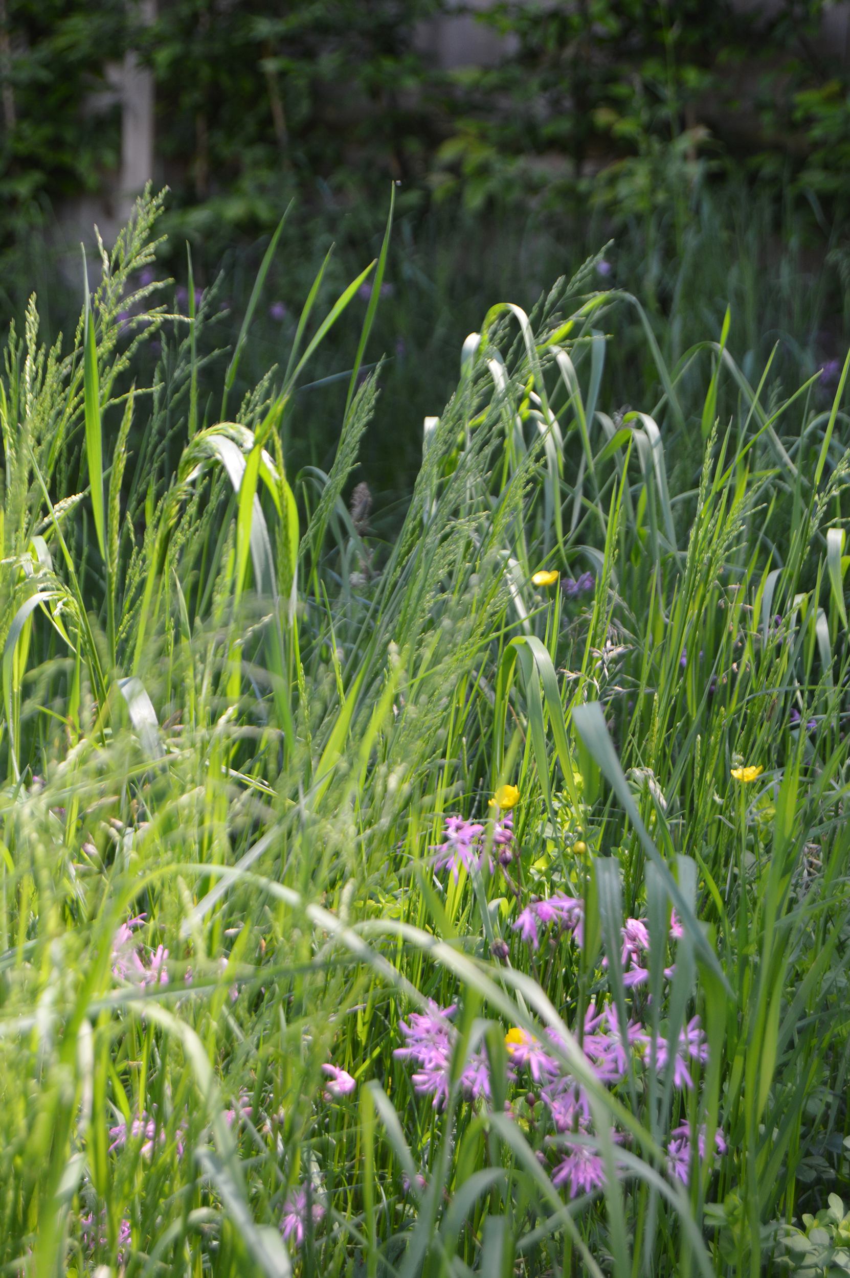 perennial meadow