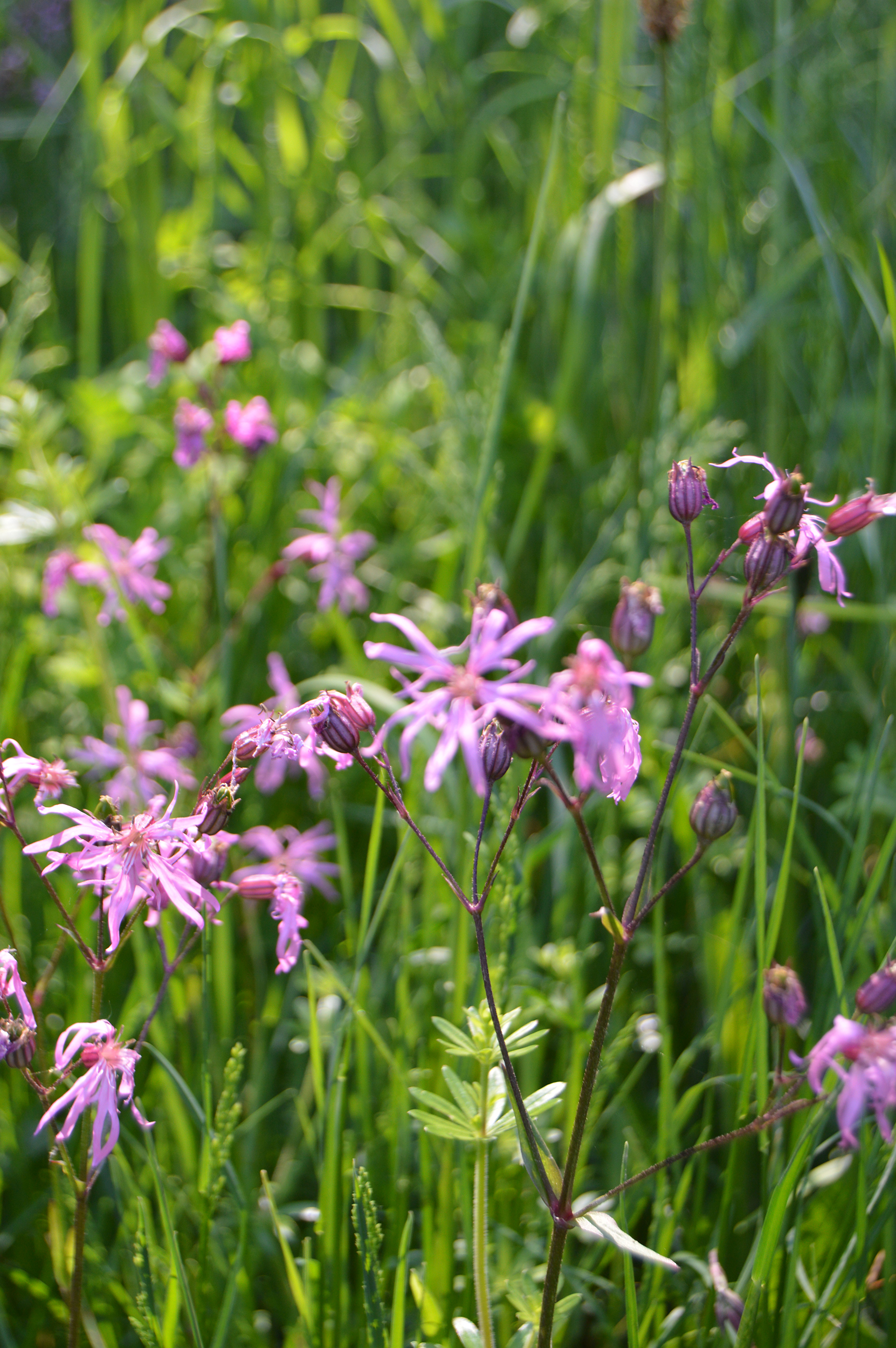 ragged robin