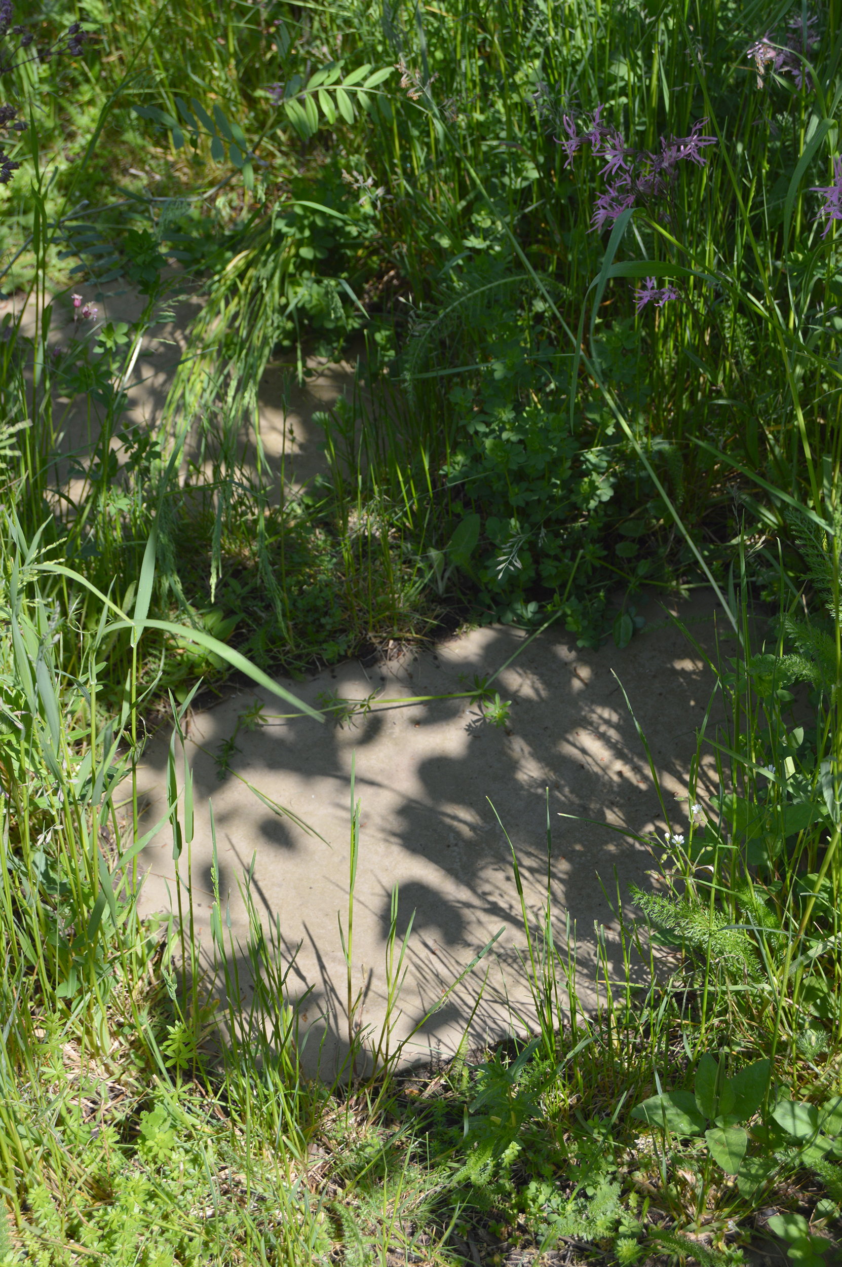 stepping stones in meadow