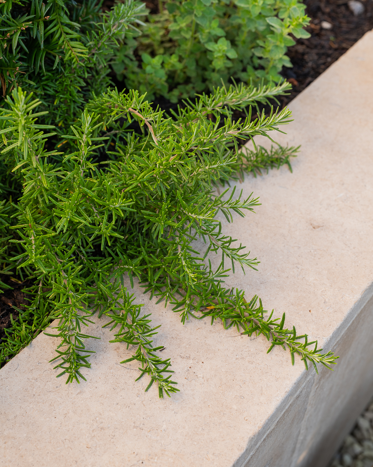 rosemary and dijon limestone