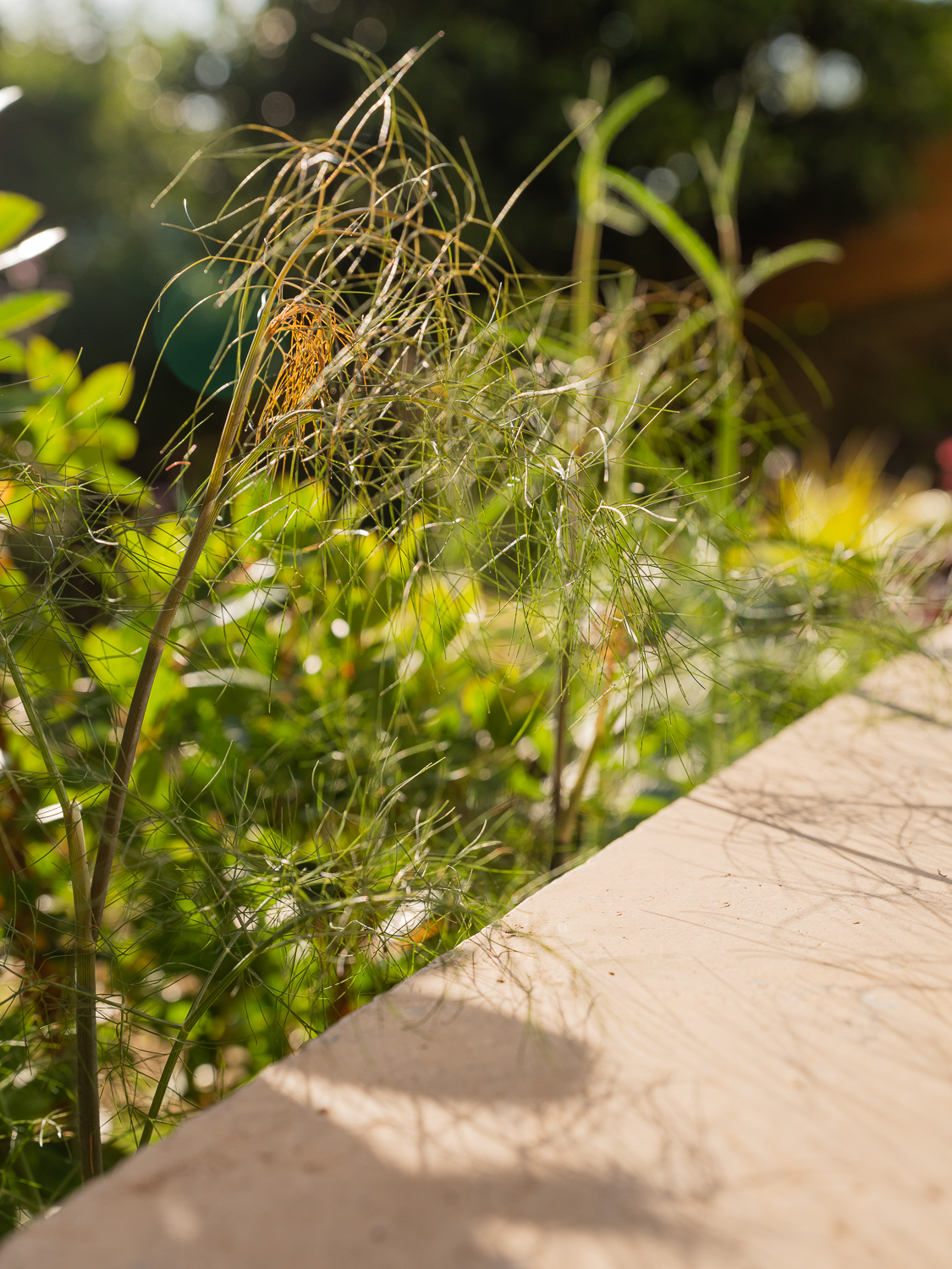 fennel and dijon limestone