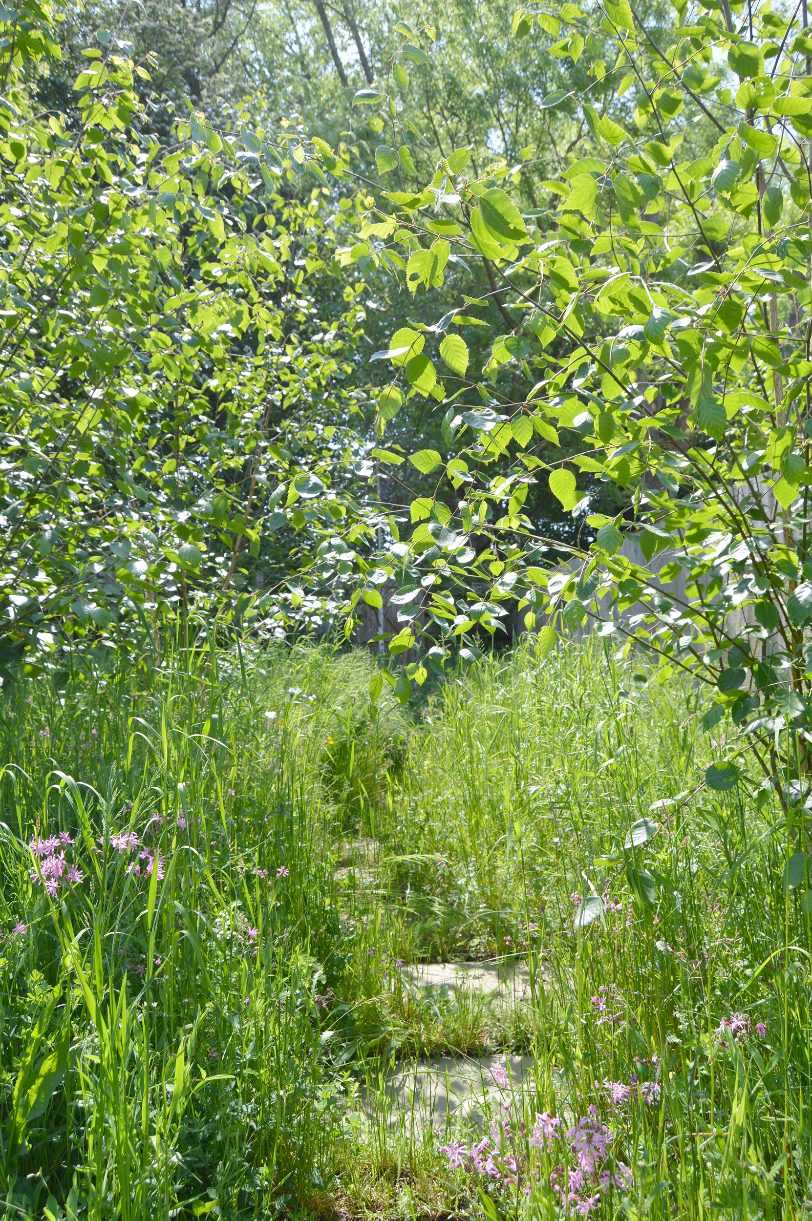 silver birch trees and perennial meadow