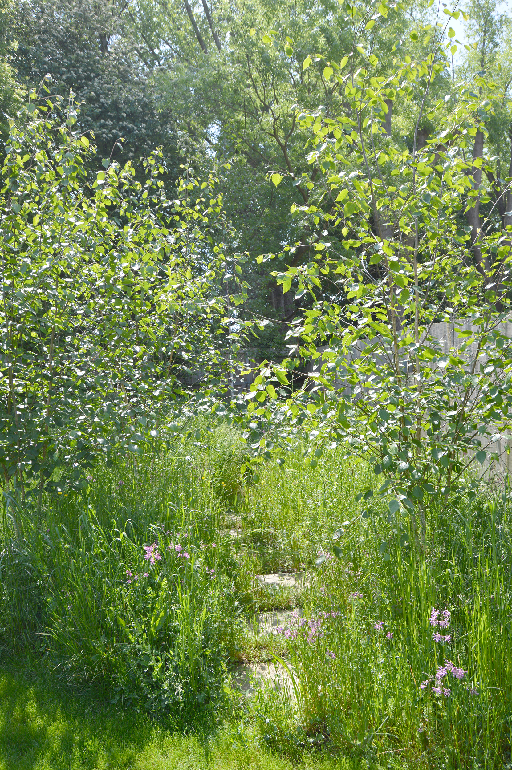 silver birch trees and perennial meadow